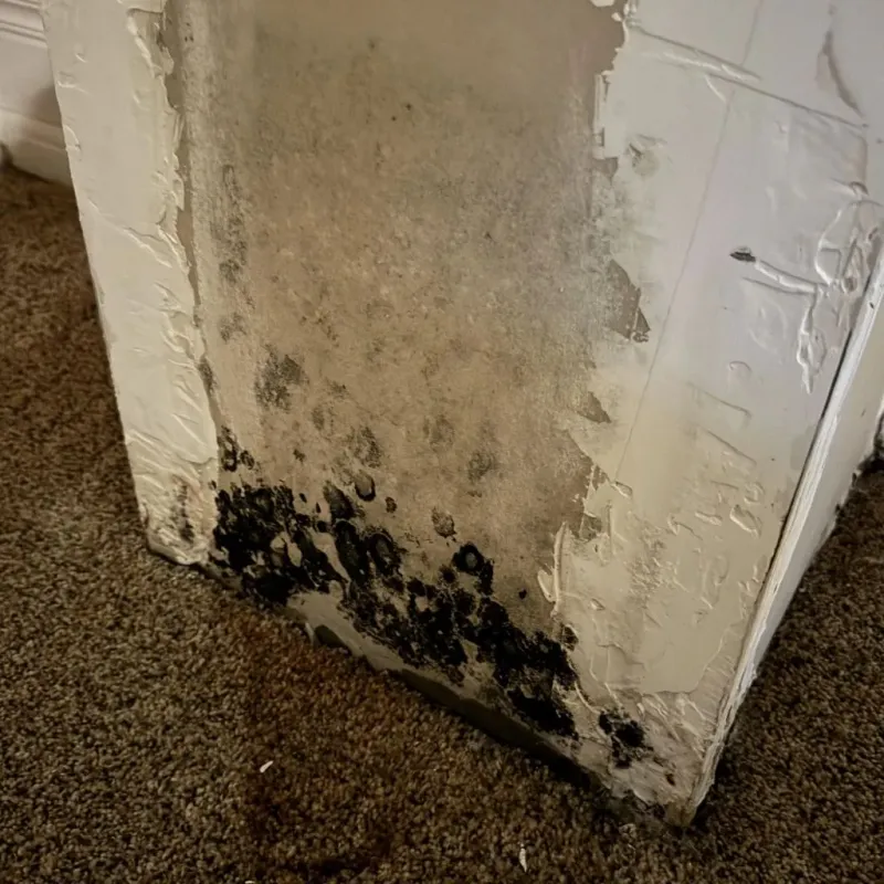 Professional Mold Removal in Delta County, TX